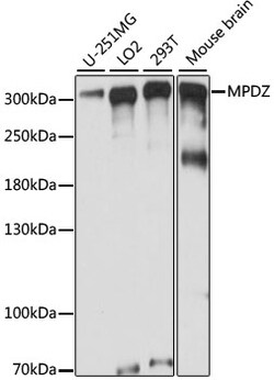 ABclonal Technology&nbsp;MPDZ Rabbit pAb