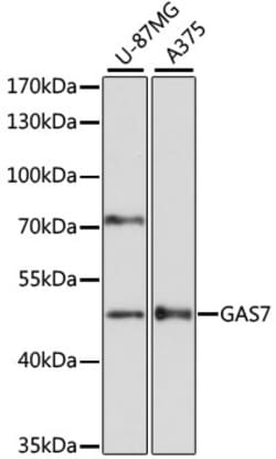 ABclonal Technology&nbsp;GAS7 Rabbit pAb