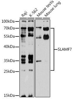 ABclonal Technology&nbsp;SLAMF7 Rabbit pAb