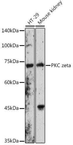 ABclonal Technology&nbsp;PKC zeta Rabbit pAb