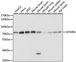 ABclonal Technology&nbsp;MTMR6 Rabbit pAb