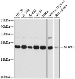 ABclonal Technology&nbsp;NOP16 Rabbit pAb