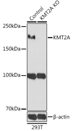 ABclonal Technology&nbsp;[KO Validated] KMT2A Rabbit pAb