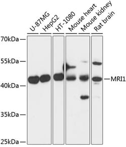 ABclonal Technology&nbsp;MRI1 Rabbit pAb