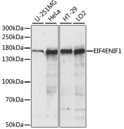 ABclonal Technology&nbsp;EIF4ENIF1 Rabbit pAb