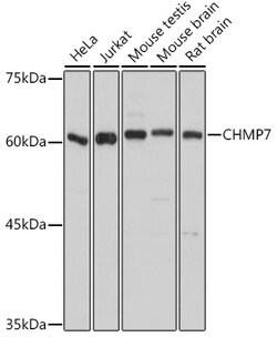 ABclonal Technology&nbsp;CHMP7 Rabbit pAb