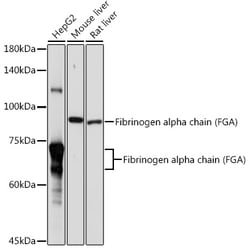 ABclonal Technology&nbsp;Fibrinogen alpha chain (FGA) Rabbit pAb