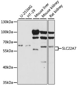 ABclonal Technology&nbsp;SLC22A7 Rabbit pAb