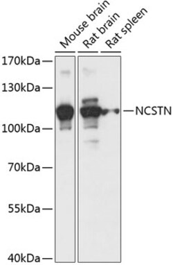 ABclonal Technology&nbsp;NCSTN Rabbit pAb
