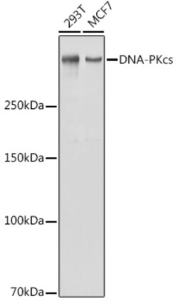 ABclonal Technology&nbsp;DNA-PKcs Rabbit pAb