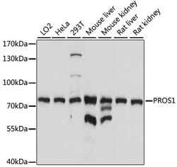 ABclonal Technology&nbsp;PROS1 Rabbit pAb