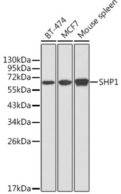 ABclonal Technology&nbsp;SHP1 Rabbit pAb
