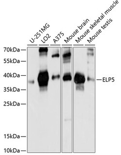 ABclonal Technology&nbsp;ELP5 Rabbit pAb