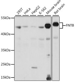ABclonal Technology&nbsp;FNTB Rabbit pAb