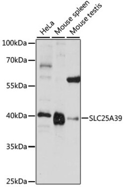 ABclonal Technology&nbsp;SLC25A39 Rabbit pAb