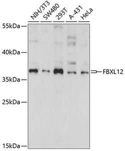 ABclonal Technology&nbsp;FBXL12 Rabbit pAb