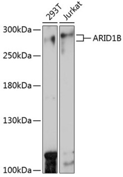 ABclonal Technology&nbsp;ARID1B Rabbit pAb
