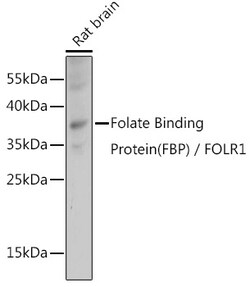 ABclonal Technology&nbsp;Folate Binding Protein(FBP) / FOLR1 Rabbit pAb