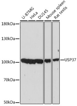 ABclonal Technology&nbsp;USP37 Rabbit pAb