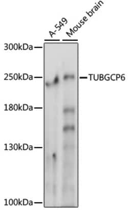 ABclonal Technology&nbsp;TUBGCP6 Rabbit pAb