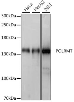 ABclonal Technology&nbsp;POLRMT Rabbit pAb
