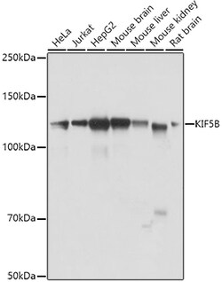 ABclonal Technology&nbsp;KIF5B Rabbit pAb
