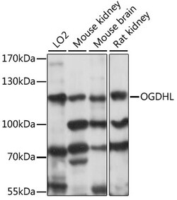 ABclonal Technology&nbsp;OGDHL Rabbit pAb