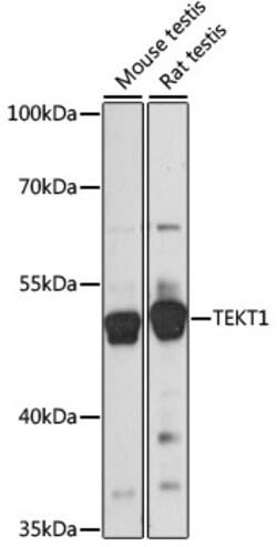 ABclonal Technology&nbsp;TEKT1 Rabbit pAb