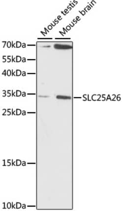ABclonal Technology&nbsp;SLC25A26 Rabbit pAb
