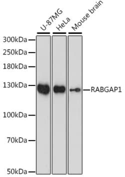 ABclonal Technology&nbsp;RABGAP1 Rabbit pAb