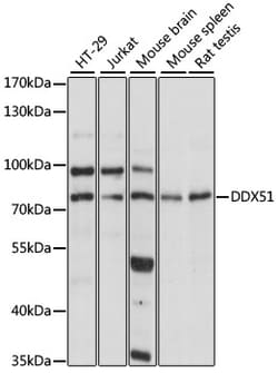 ABclonal Technology&nbsp;DDX51 Rabbit pAb