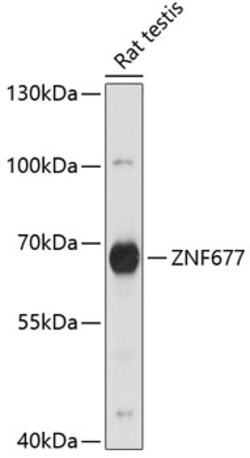 ABclonal Technology&nbsp;ZNF677 Rabbit pAb