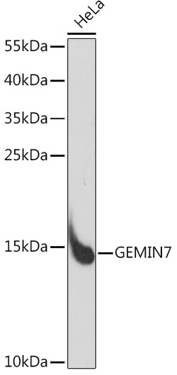 ABclonal Technology&nbsp;GEMIN7 Rabbit pAb