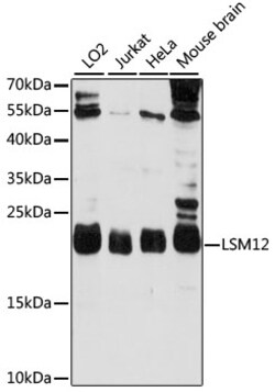 ABclonal Technology&nbsp;LSM12 Rabbit pAb
