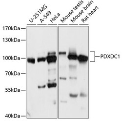 ABclonal Technology&nbsp;PDXDC1 Rabbit pAb
