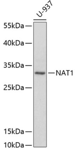 ABclonal Technology&nbsp;NAT1 Rabbit pAb