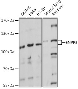 ABclonal Technology&nbsp;ENPP3 Rabbit pAb