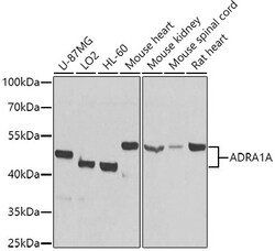 ABclonal Technology&nbsp;ADRA1A Rabbit pAb