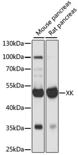 ABclonal Technology&nbsp;XK Rabbit pAb