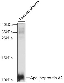 ABclonal Technology&nbsp;Apolipoprotein A2 Rabbit pAb