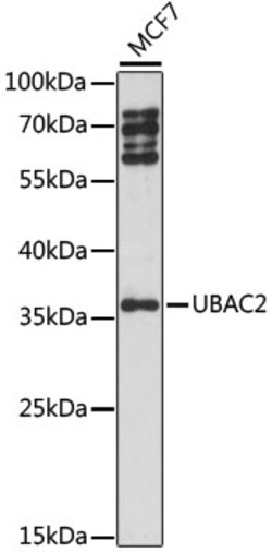ABclonal Technology&nbsp;UBAC2 Rabbit pAb
