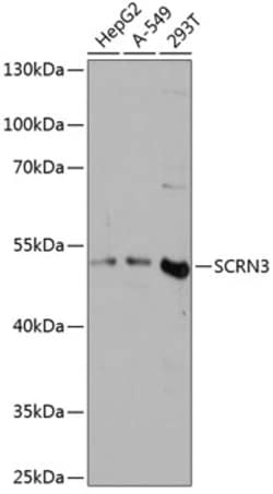 ABclonal Technology&nbsp;SCRN3 Rabbit pAb