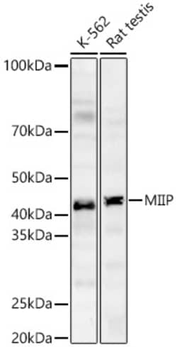 ABclonal Technology&nbsp;MIIP Rabbit pAb