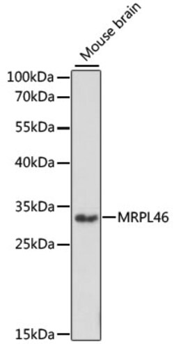 ABclonal Technology&nbsp;MRPL46 Rabbit pAb
