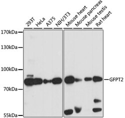ABclonal Technology&nbsp;GFPT2 Rabbit pAb