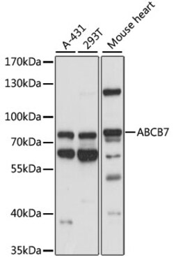 ABclonal Technology&nbsp;ABCB7 Rabbit pAb