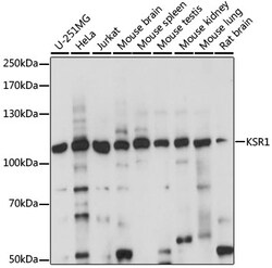 ABclonal Technology&nbsp;KSR1 Rabbit pAb