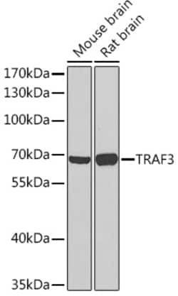 ABclonal Technology&nbsp;TRAF3 Rabbit pAb