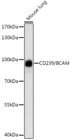 ABclonal Technology&nbsp;CD239/BCAM Rabbit pAb
