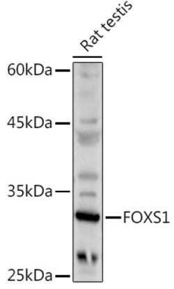ABclonal Technology&nbsp;FOXS1 Rabbit pAb